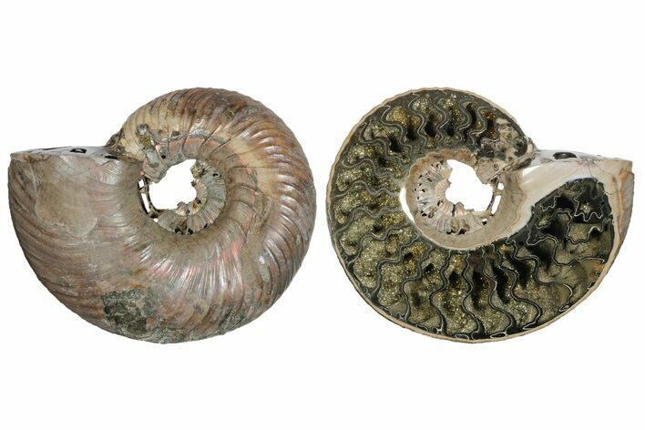 One Side Polished, Pyritized Fossil Ammonite - Russia #174997